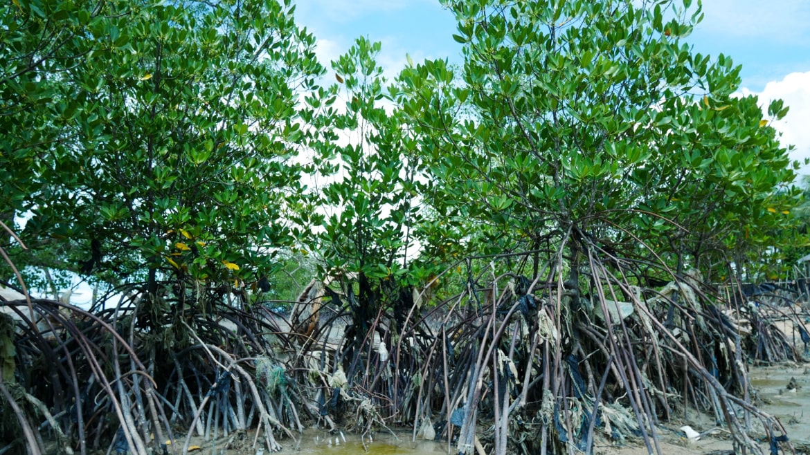 Plastic bag on the mangrove air root