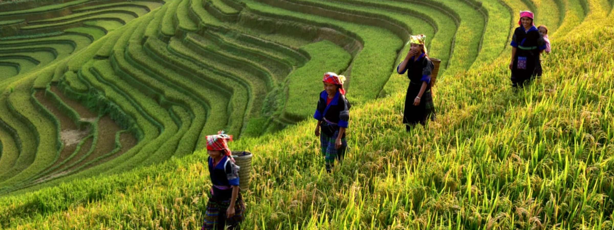 Four women walking along the rice terraces in MuCangChai, Vietnam