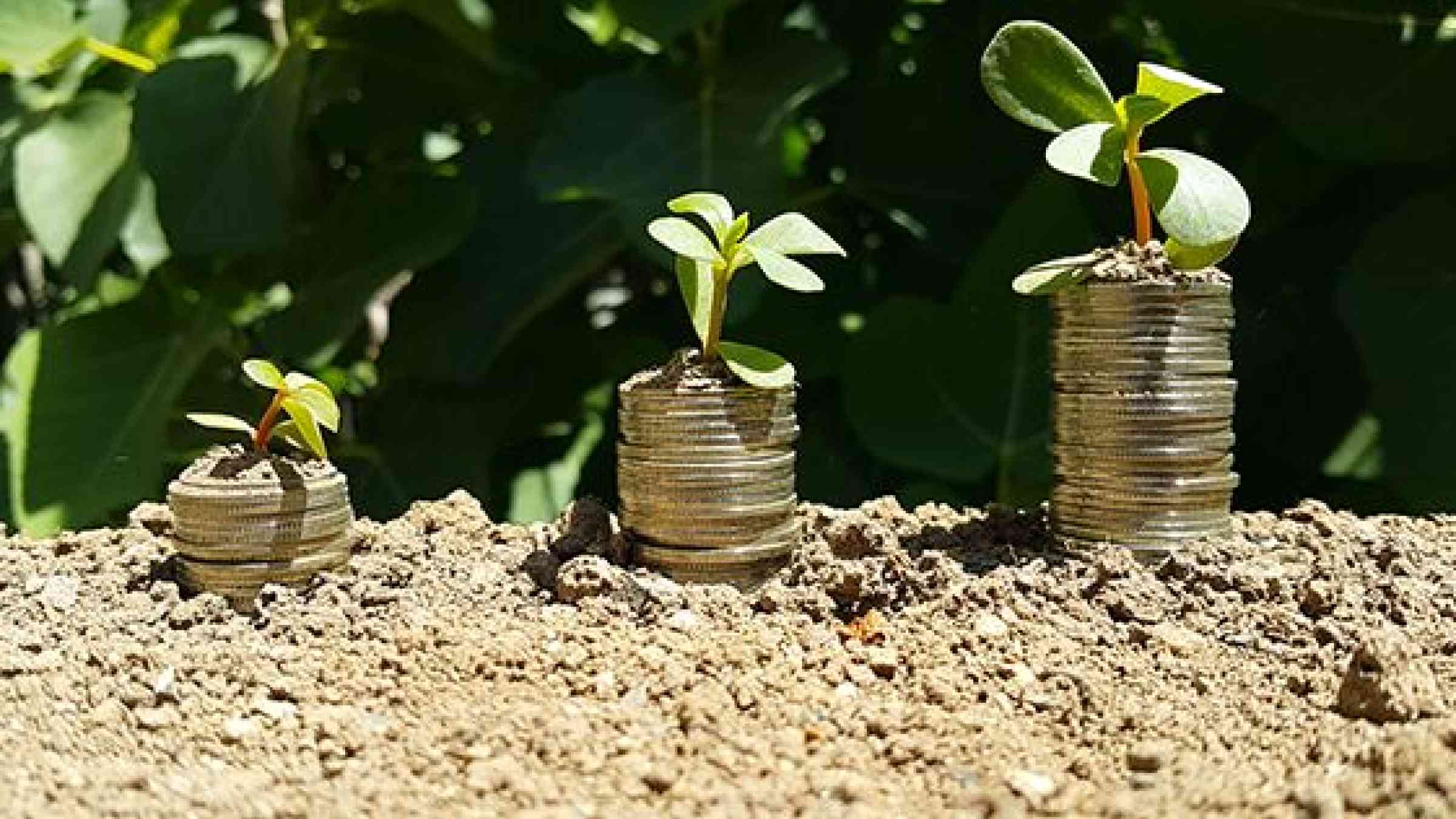 Coins growing from the ground