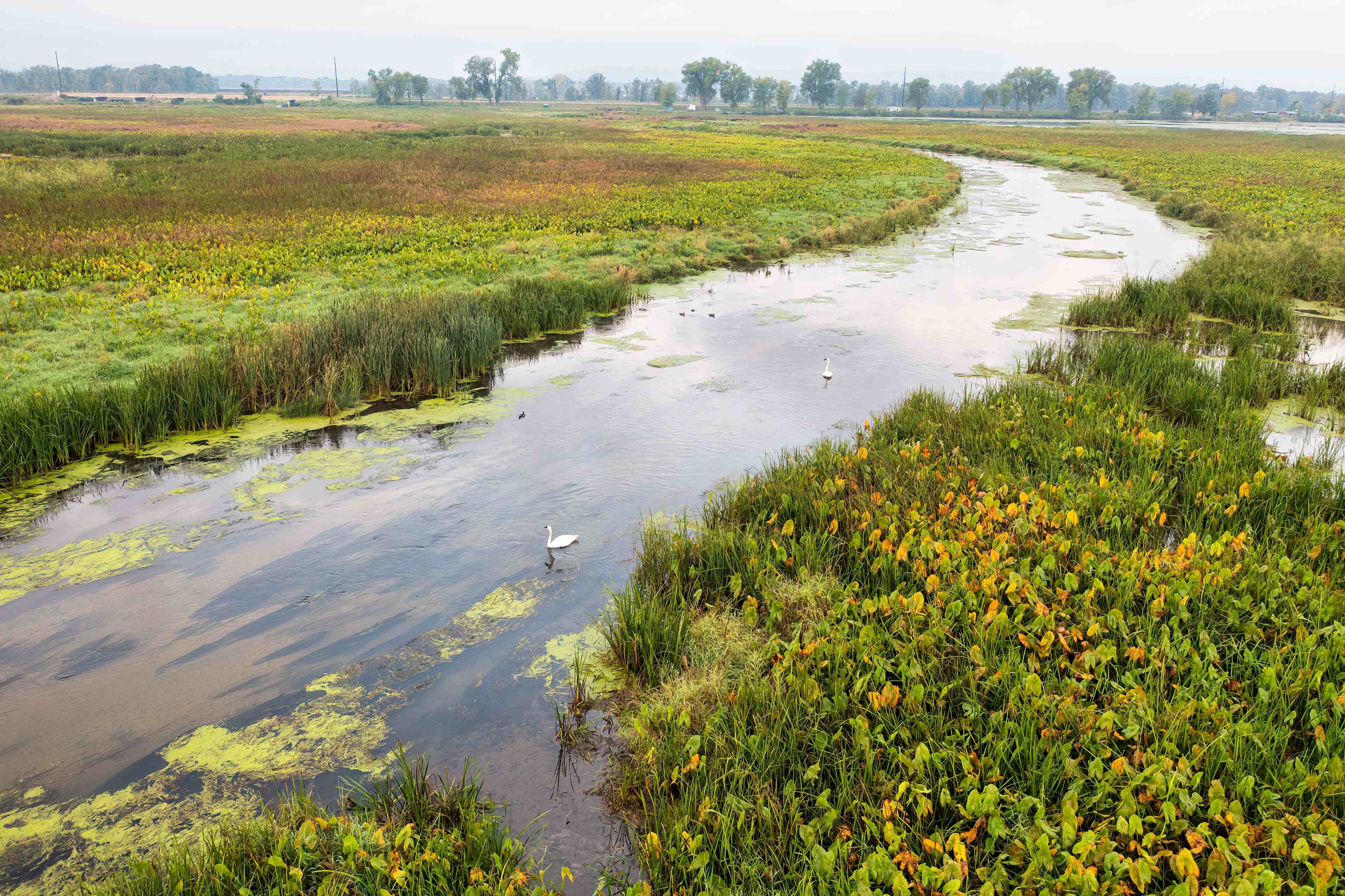 A serene view of Alma, Wisconsin wetlands with lush foliage and winding river.