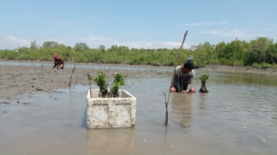 Local communities at work in the mangrove nursery
