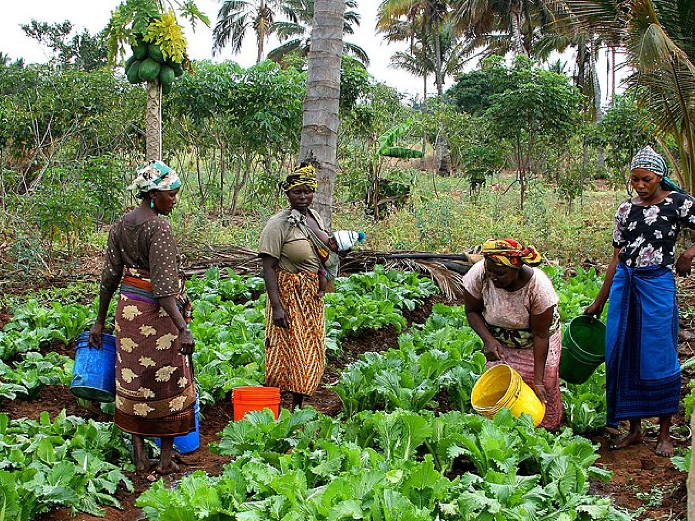 Wanawake Kwanza (Women First) growers association in Maza village, Morogoro, Tanzania