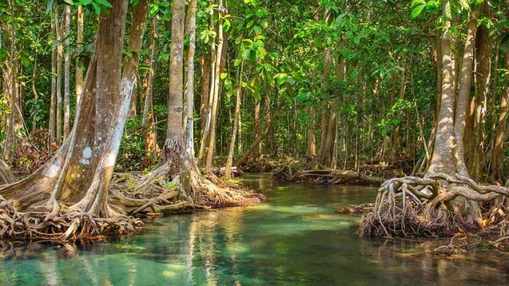 soluciones basadas en la naturaleza