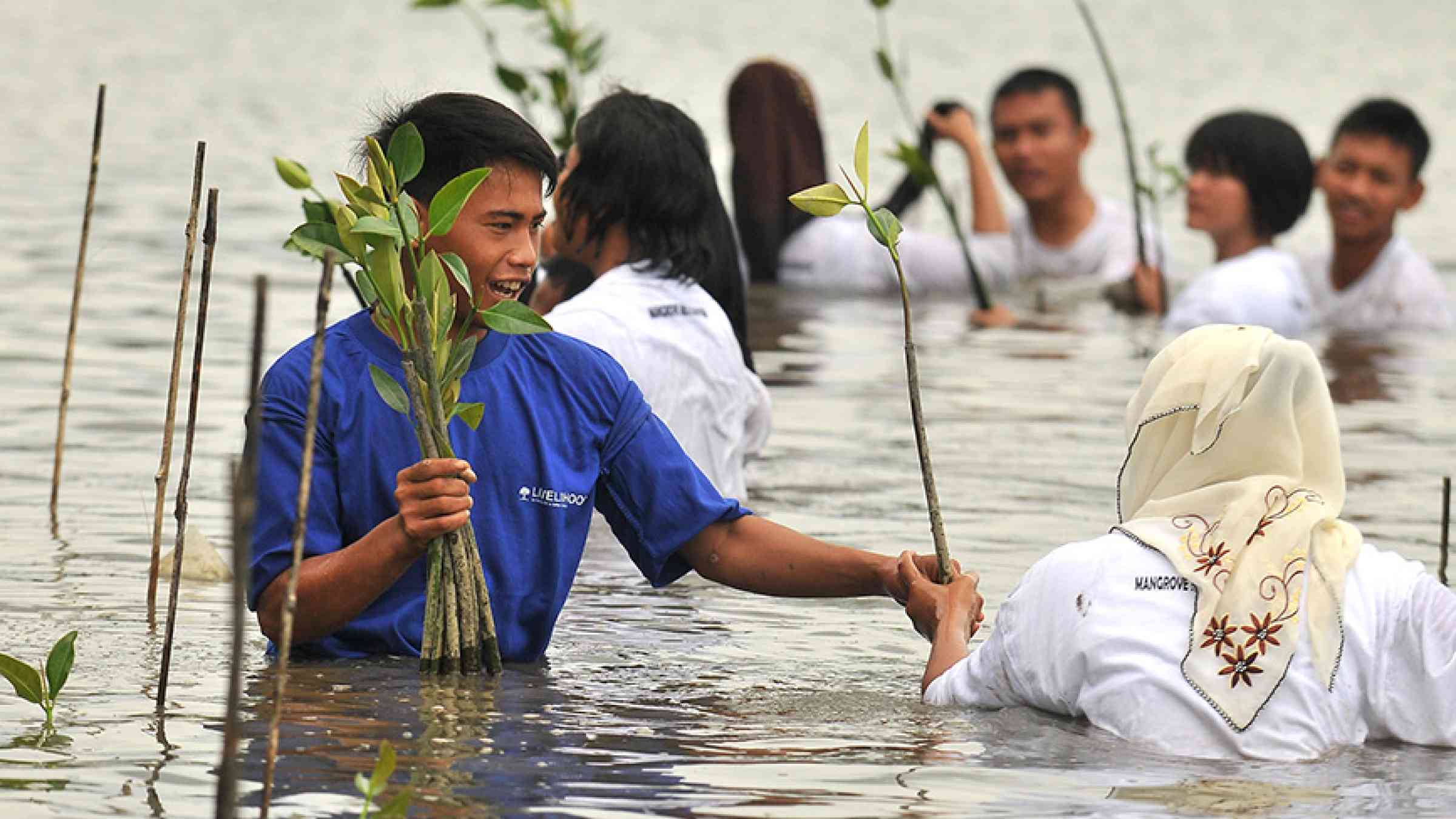 Reducing risk through planting mangroves “gotong-royong” – a traditional term indicating togetherness and assistance to reach a common goal