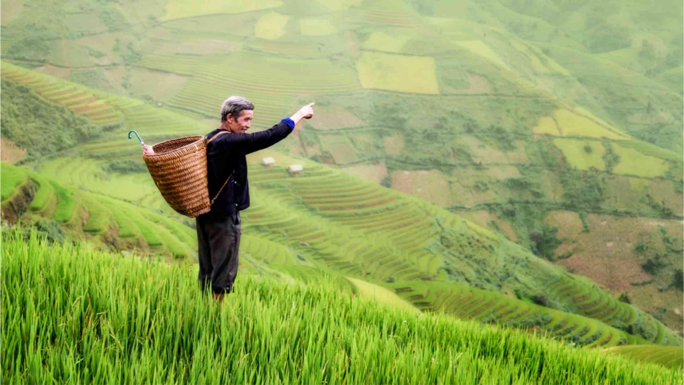 An old Asian farm worker carrying a basket on his shoulder while standing on the rice terraces.
