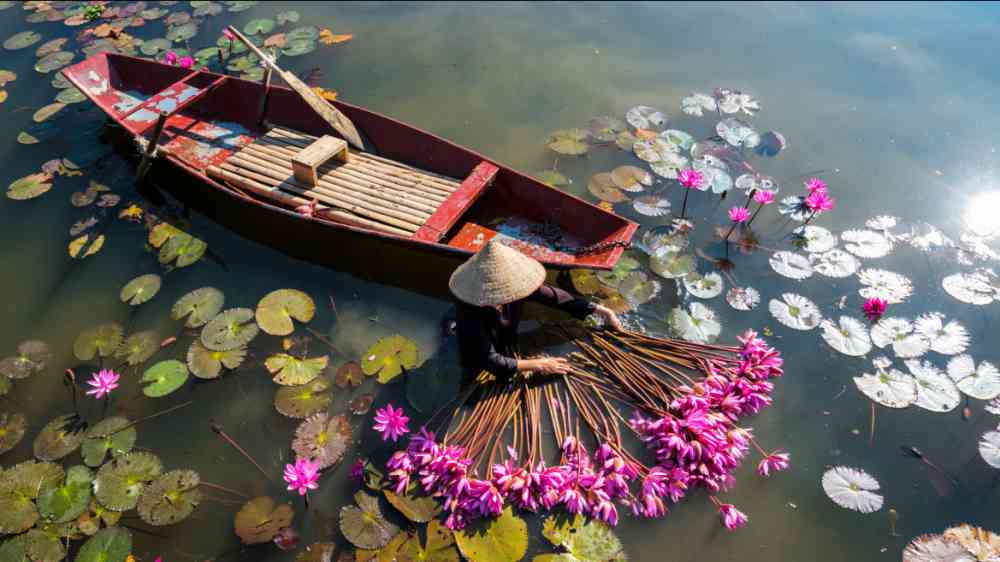 Yen river with rowing boat harvesting waterlily in Ninh Binh, Vietnam