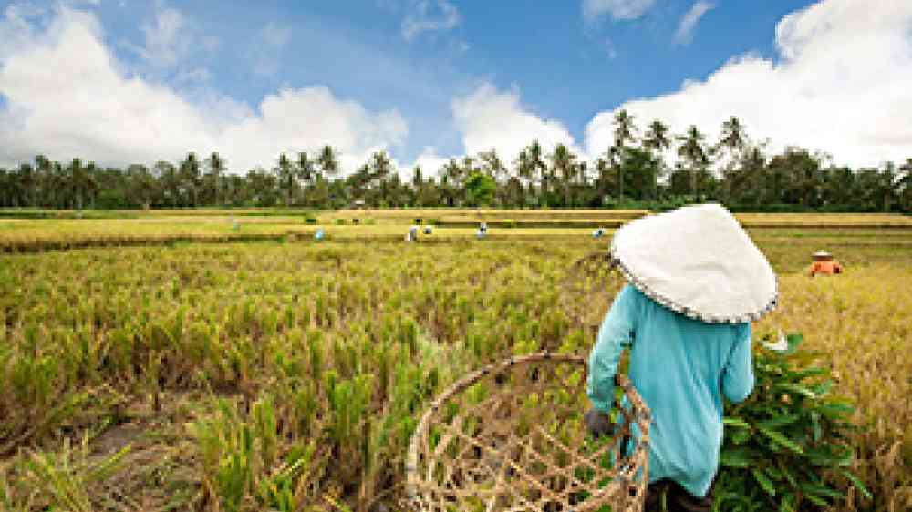 person walking in a rice field