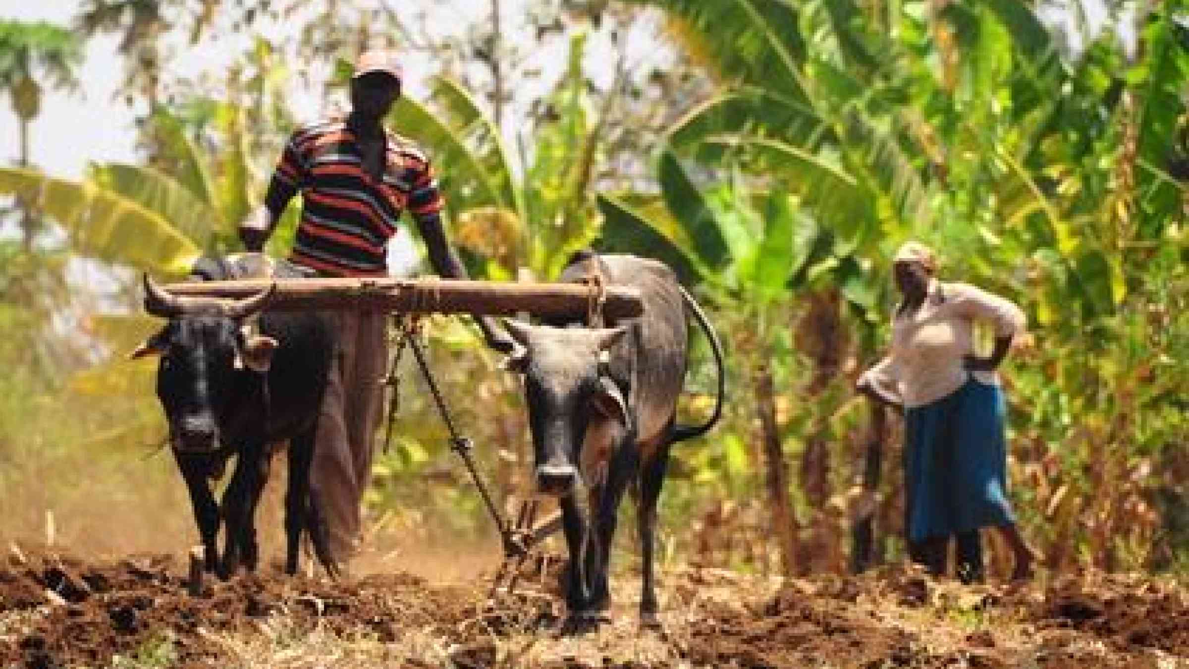 Сельское хозяйство в африке страны