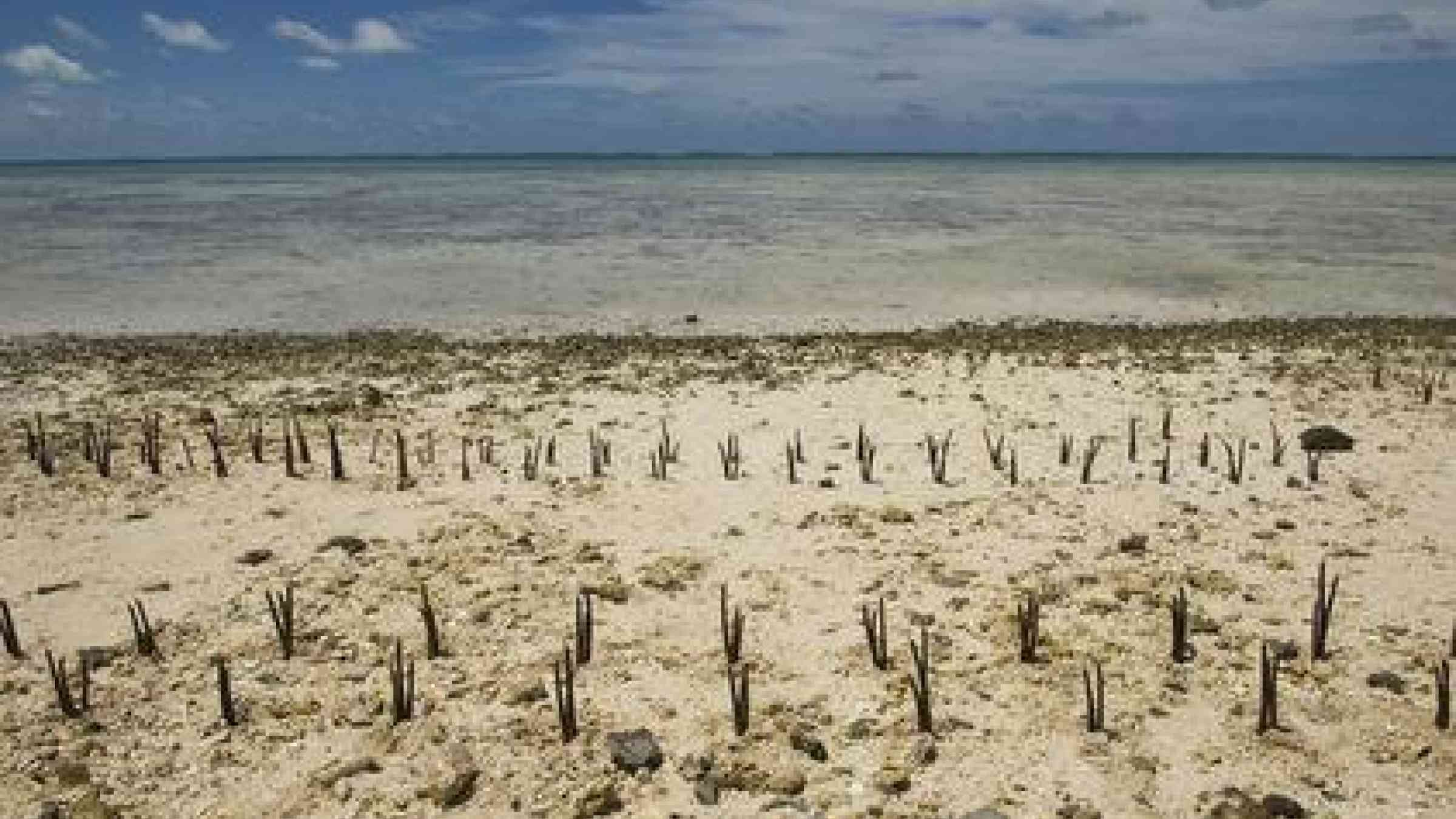 UN Secretary-General Ban Ki-moon helped plant these mangrove shoots on Tarawa, an atoll in the Pacific island nation of Kiribati following discussions with local people about the effects of climate change on this low-lying land.