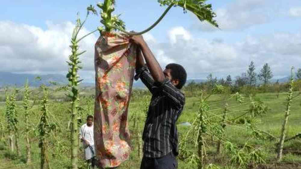 <b>Sun smart: </b>The increasing frequency of hotter days has prompted Fijian papaya farmers to protect their delicate fruit from sunburn.
