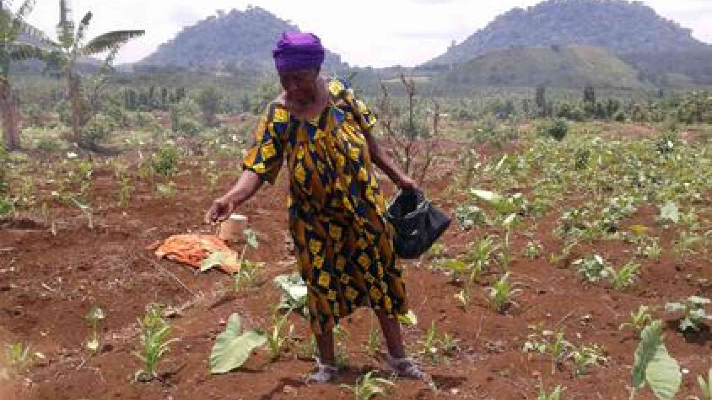 Ms. Lydia Manyi, a subsistence farmer in Akum, northwestern Cameroon, uses traditional knowledge to protect her crop from drought. (Photo: Kingsley Nfor/UNISDR)