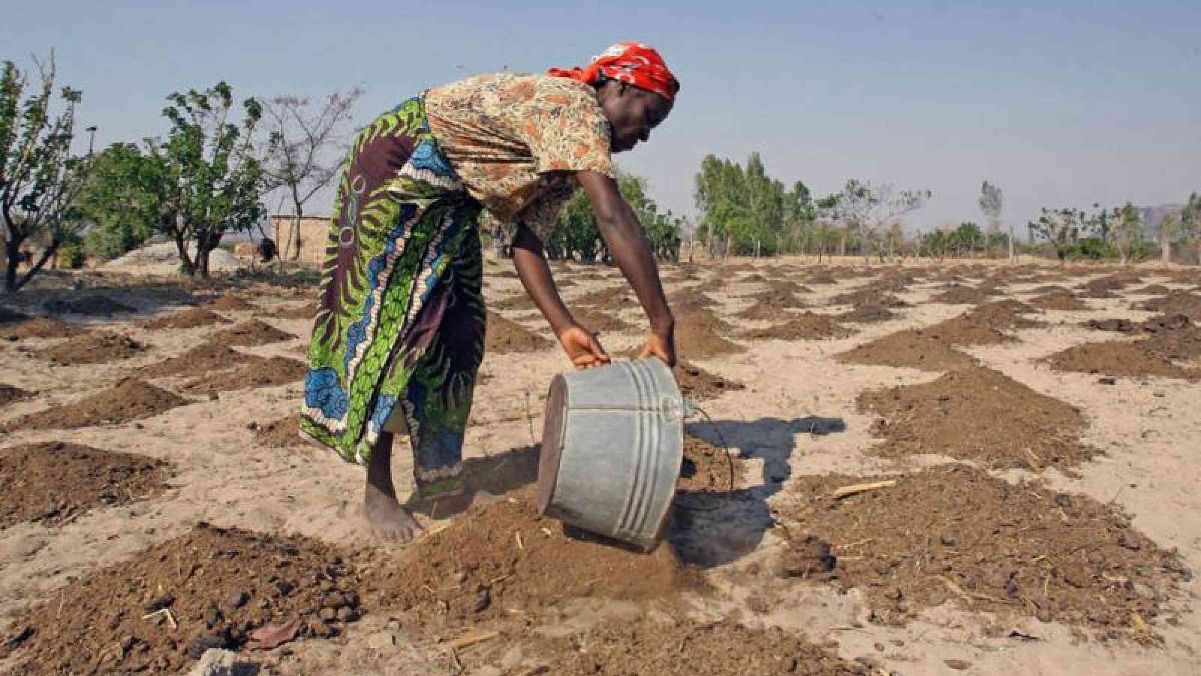 Widespread crop failure has exacerbated malnutrition rates across southern Africa (Photo: FAO/Desmond Kwande)