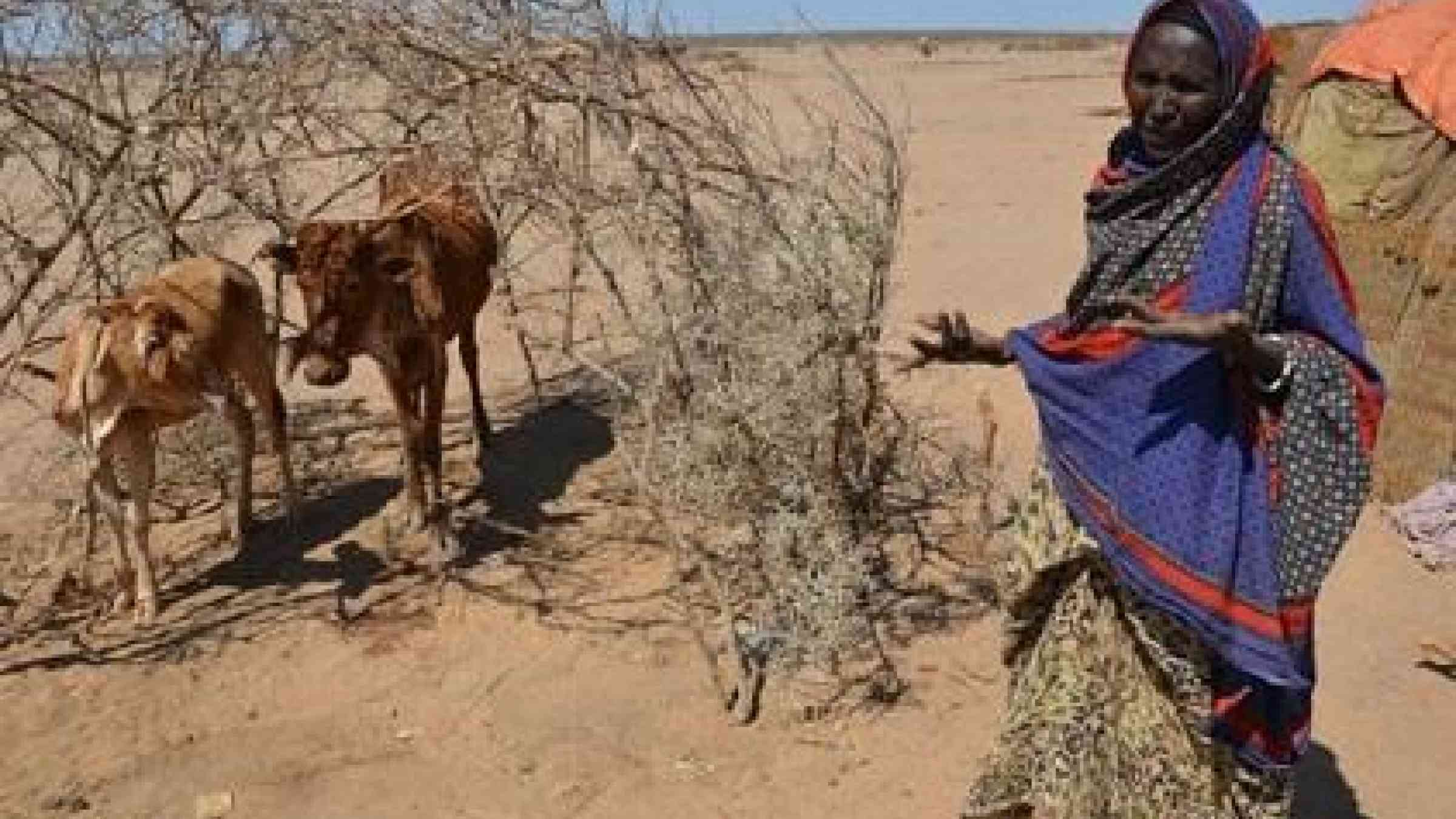 Drought in Ethiopia has led to successive failed harvests and widespread livestock deaths in some areas (Photo: WFP/Melese Awoke)