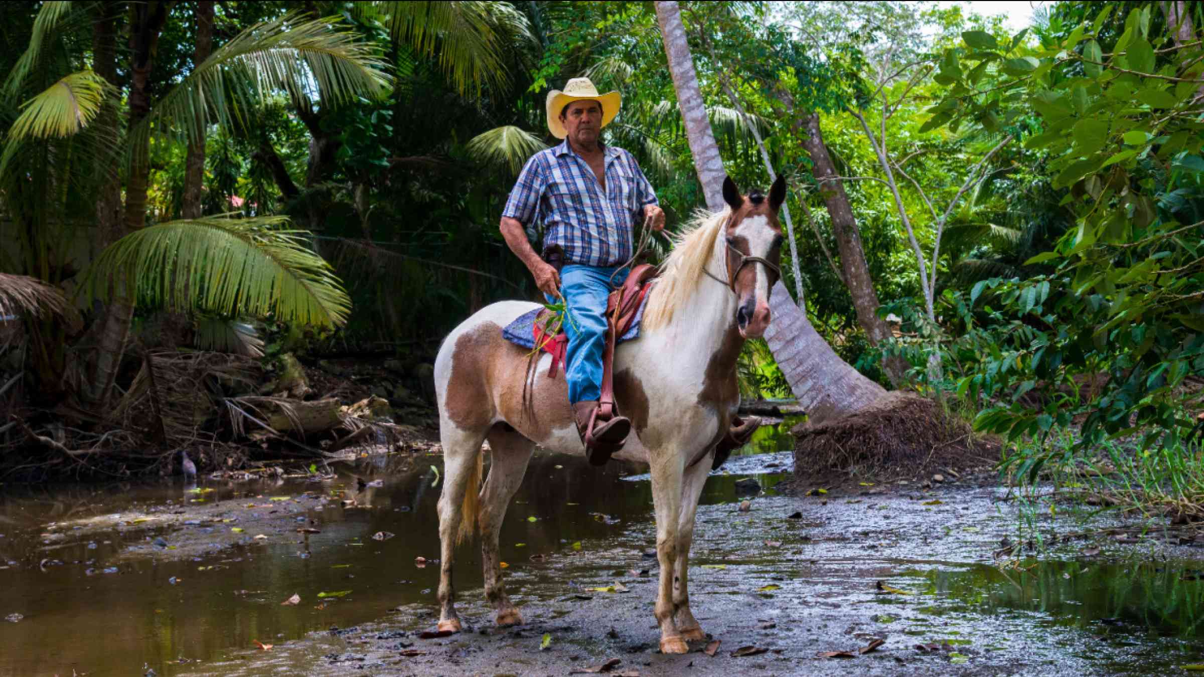 Costa Rican cow-boy on horse