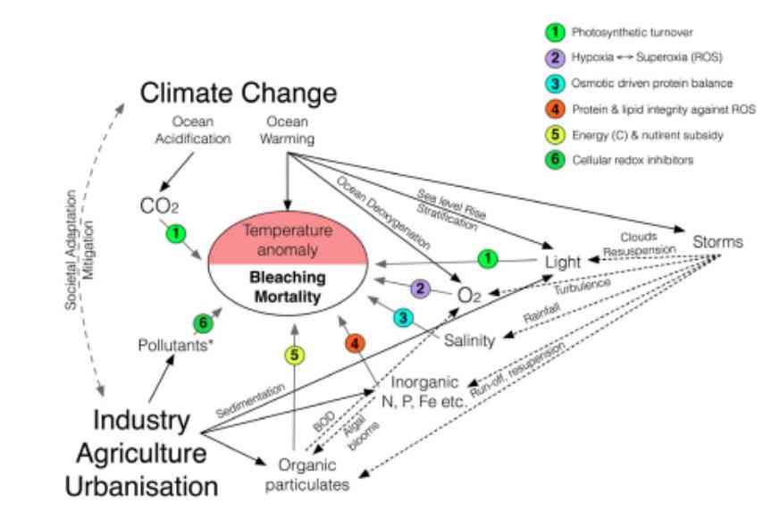 An illustration of the drivers of coral bleaching