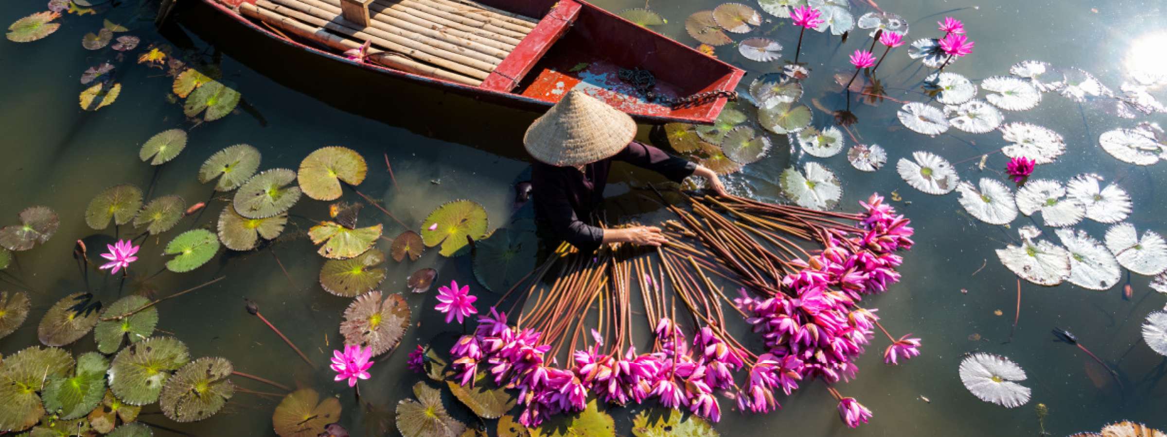 Water pond Vietnam Yen river with rowing boat harvesting waterlily in Ninh Binh, Vietnam