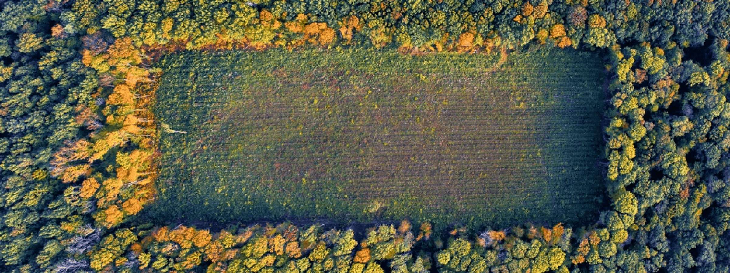 Aerial view of a rectangular deforested are